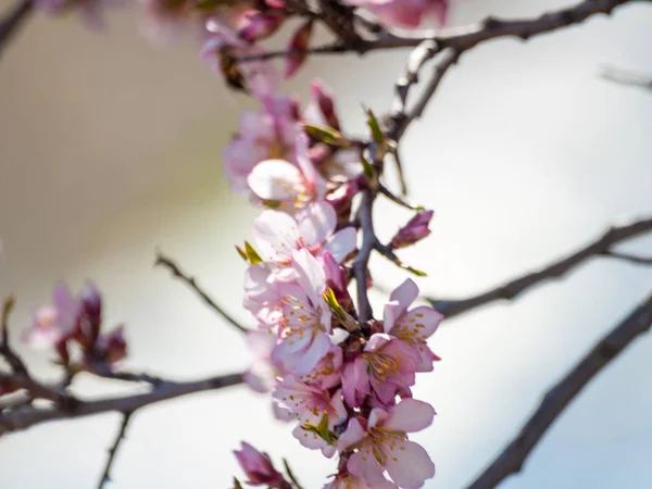 Primer Plano Flor Manzano Primavera — Foto de Stock