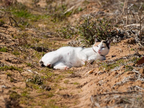 Domestic Cat Village — Stock Photo, Image