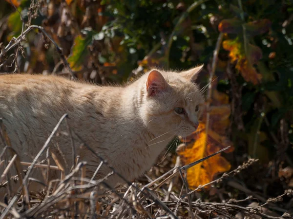 Primo Piano Del Gatto Che Cammina All Aperto — Foto Stock