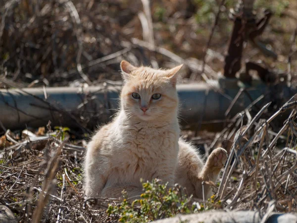 Gato Doméstico Pueblo —  Fotos de Stock