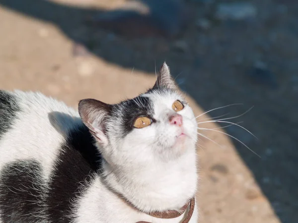 Huskatten Byn — Stockfoto