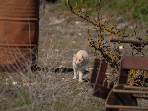 Primo Piano Del Gatto Che Cammina All Aperto — Foto Stock