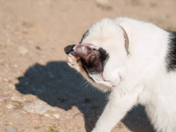 Gatto Domestico Nel Villaggio — Foto Stock