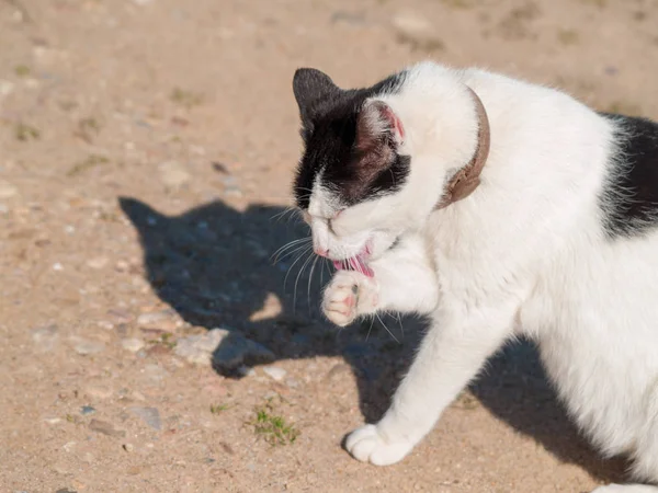 Gatto Domestico Nel Villaggio — Foto Stock