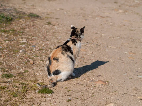 Chat Domestique Dans Village — Photo