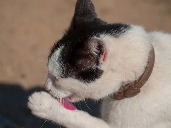 Binnenlandse Kat Het Dorp — Stockfoto