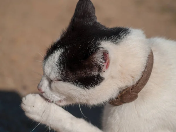 Gatto Domestico Nel Villaggio — Foto Stock