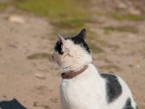 Hauskatze Dorf — Stockfoto