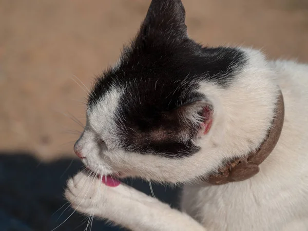 Gatto Domestico Nel Villaggio — Foto Stock