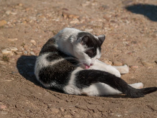 Gato Doméstico Pueblo —  Fotos de Stock