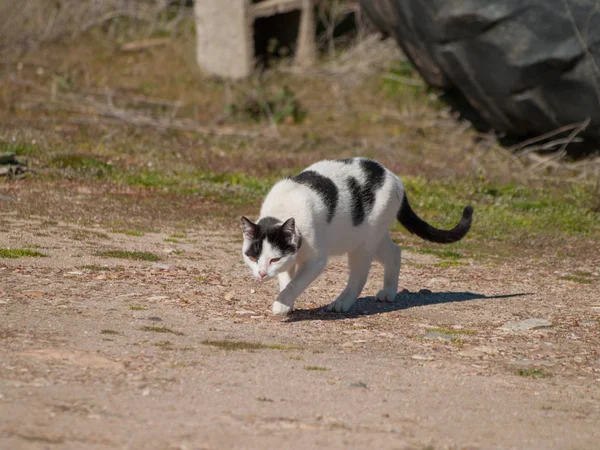 Primo Piano Del Gatto Che Cammina All Aperto — Foto Stock