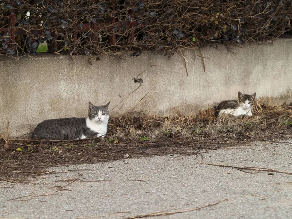 Коты В Деревне Фото