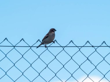  kuş perching, yakın çekim, vahşi hayat 