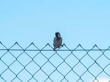  kuş perching, yakın çekim, vahşi hayat 