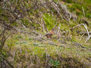   kuş perching, yakın çekim, vahşi hayat 