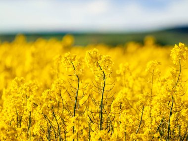 çiçeklenme alanı (Brassica napus) Salamanca bahar içinde kolza petrol ve biyodizel üretimi için