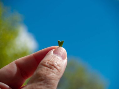baharda elinde tohum ile kişi 