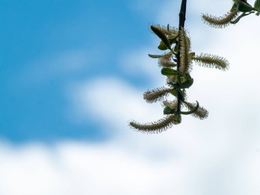 söğüt ağacının dalı, yakın