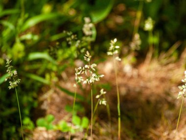 Bitkiler doğal arkaplanda, yakın plan