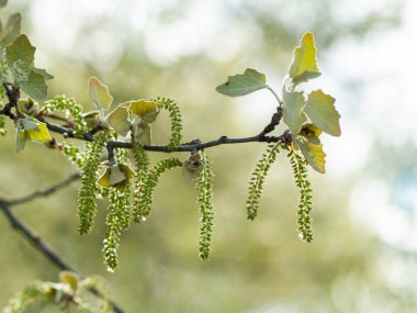 kavak ağacının dalları, yakın çekim