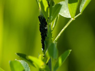  Böcekli yeşil yaprakları kapat 