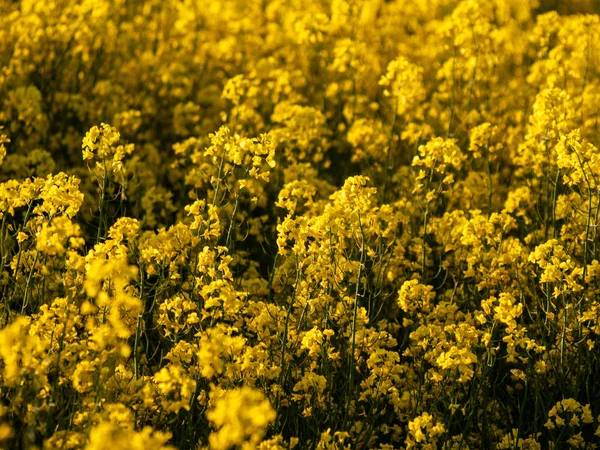 Blühendes Rapsfeld Brassica Napus Frühjahr Salamanca Zur Produktion Von Rapsöl — Stockfoto