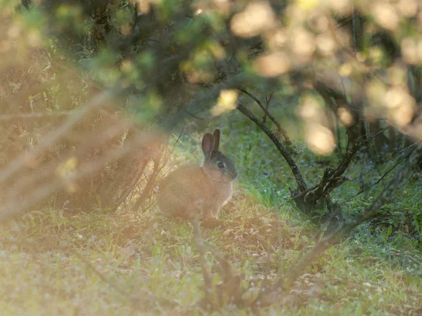 Милый Пушистый Кролик Лужайке Цветами — стоковое фото