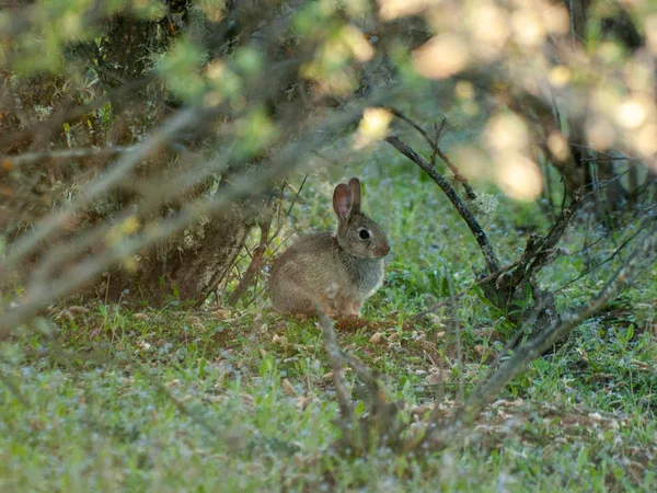 Милый Пушистый Кролик Лужайке Цветами — стоковое фото