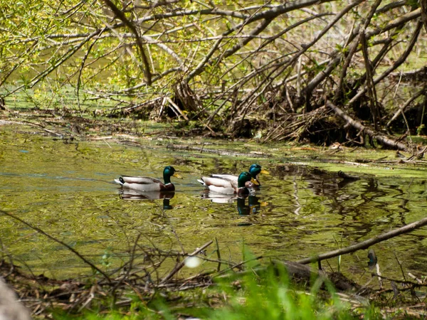 Vögel Auf Dem See Salamanca Spanien — Stockfoto