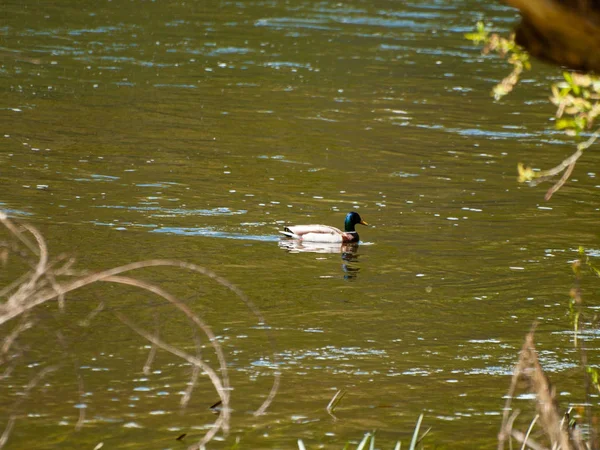 Pływanie Ptaków Wodzie Rzece — Zdjęcie stockowe
