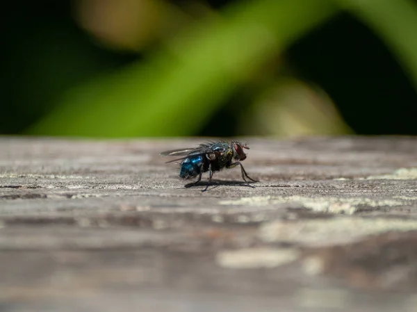 Große Schwarze Fliege Aus Nächster Nähe — Stockfoto