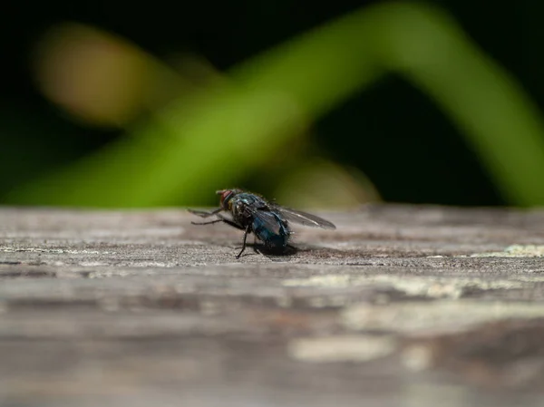 Big Black Fly Close — Stock Photo, Image