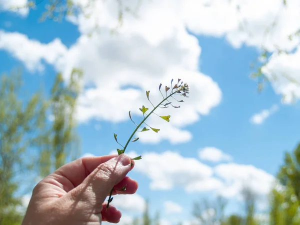 person with wild   flower in  spring