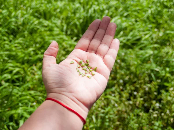 Mano Persona Con Semillas Sobre Hierba Primavera — Foto de Stock