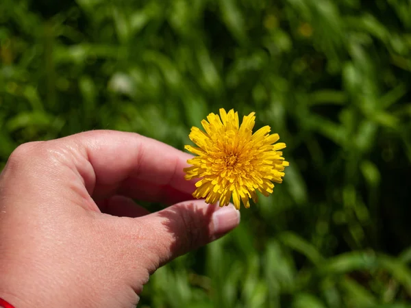 person with dandelion  flower in his hand in spring