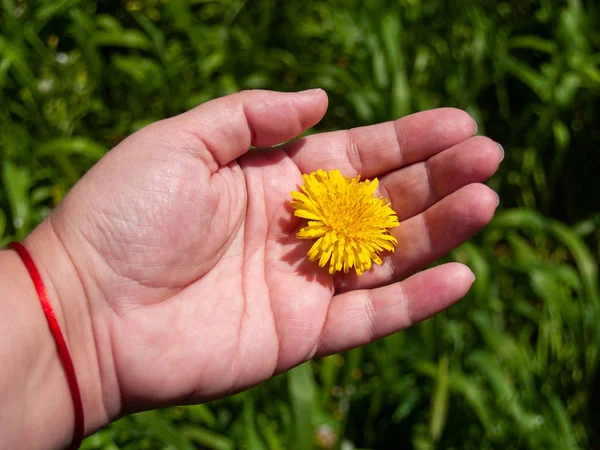 person with dandelion  flower in his hand in spring