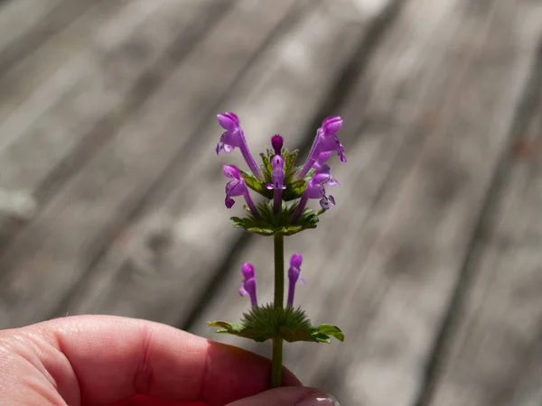 person with a purple flower in his hand in spring