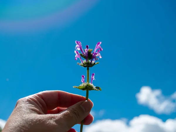 Людина Фіолетовою Квіткою Руці Навесні — стокове фото