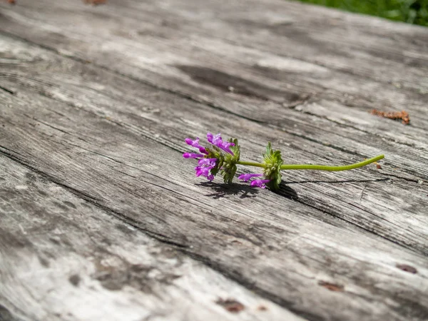 Tavaszi Virágok Tavasszal Egy Régi Fából Készült Hajón — Stock Fotó