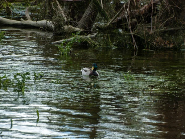 Vogel Schwimmt Wasser Eines Flusses — Stockfoto