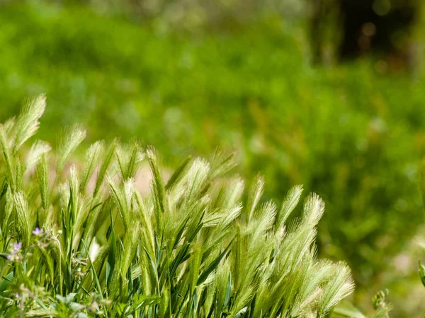 Groen Gras Zomer — Stockfoto