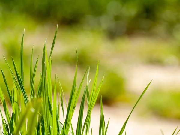 Groen Gras Zomer — Stockfoto