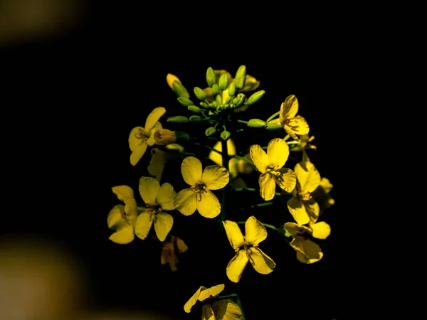 Bellissimi Fiori Estivi Luminosi Vicino — Foto Stock