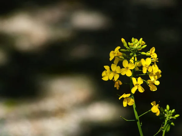 Belles Fleurs Été Lumineuses Gros Plan — Photo