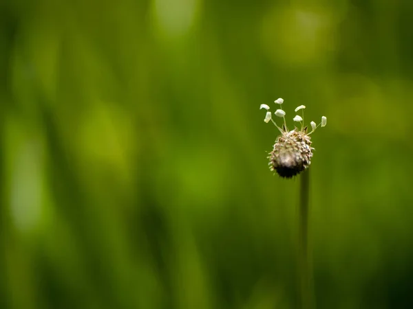 Blume Auf Grünem Gras Hintergrund Nahaufnahme — Stockfoto