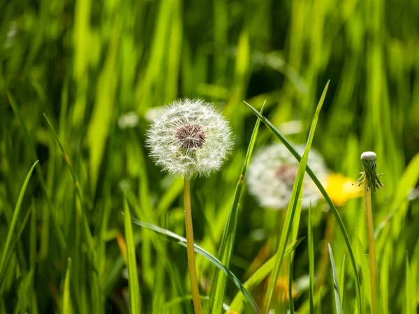 Dandelion Grass Autumn — Stock Photo, Image