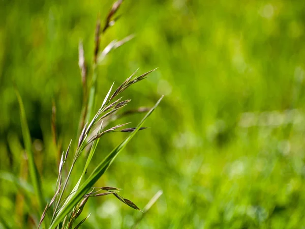 Plante Sur Fond Naturel Gros Plan — Photo