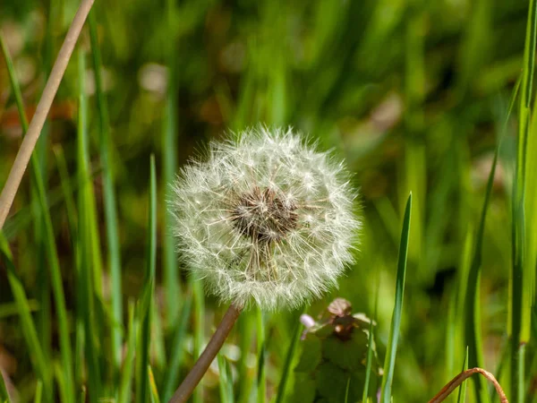 Dandelion Grass Autumn — Stock Photo, Image