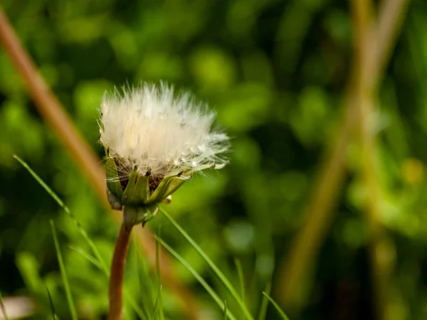 Dandelion on the grass in autumn