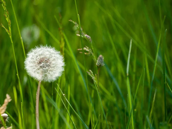 秋天在草地上的 Dandelion — 图库照片